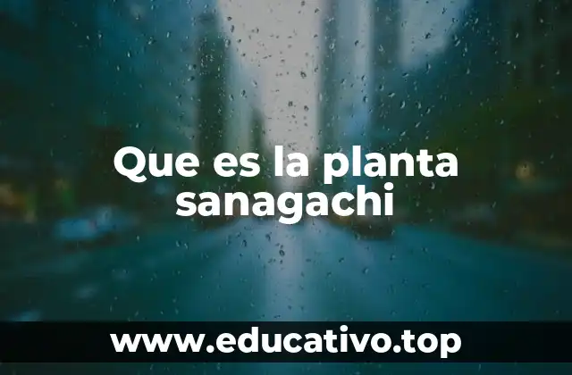 Que es la planta sanagachi