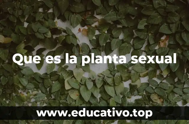 Que es la planta sexual