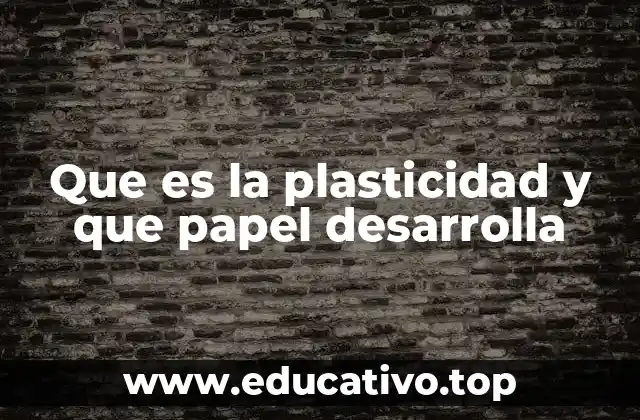 Que es la plasticidad y que papel desarrolla