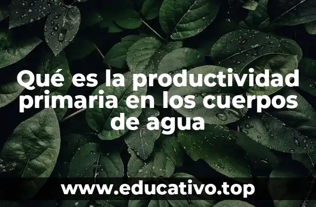 Qué es la productividad primaria en los cuerpos de agua