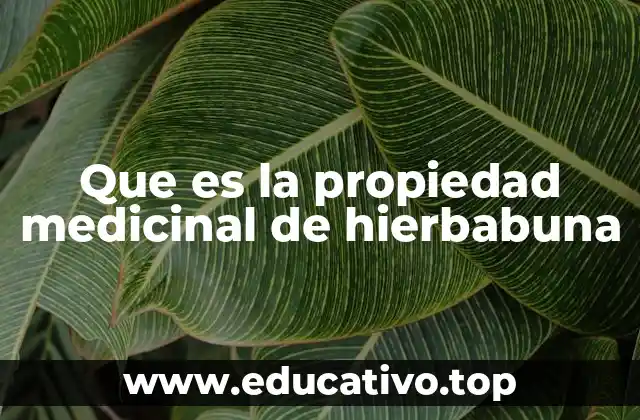 Cómo actúan las propiedades terapéuticas de la hierbabuena en el cuerpo humano