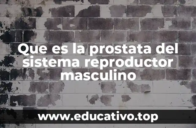 Que es la prostata del sistema reproductor masculino