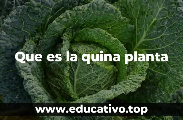 Que es la quina planta