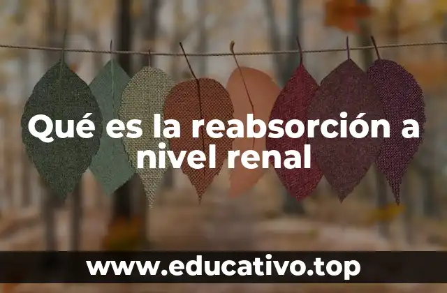 Qué es la reabsorción a nivel renal