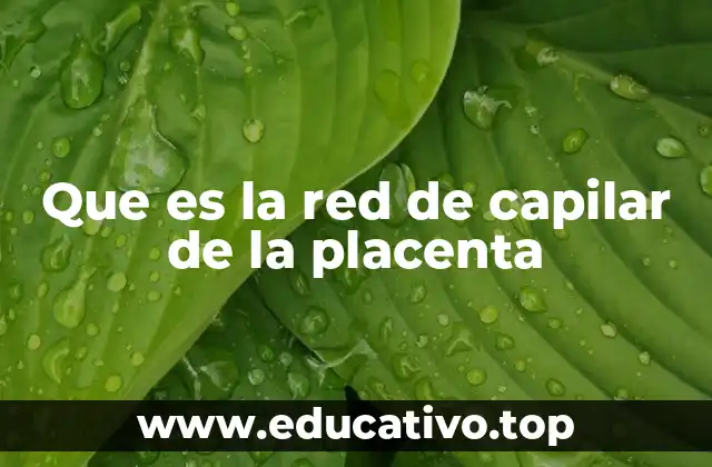 Que es la red de capilar de la placenta