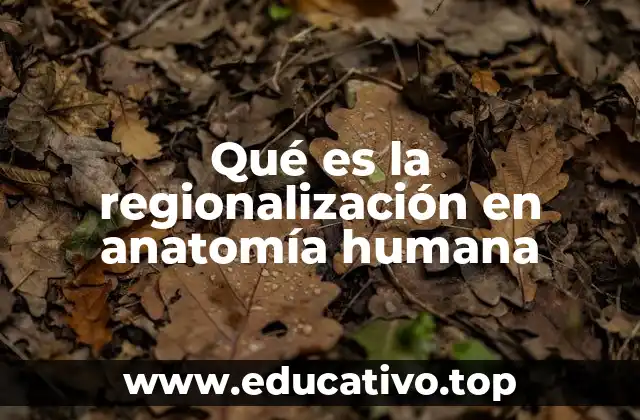 Qué es la regionalización en anatomía humana