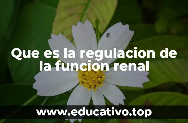 Que es la regulacion de la funcion renal