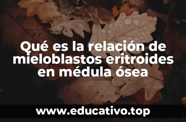 Qué es la relación de mieloblastos eritroides en médula ósea