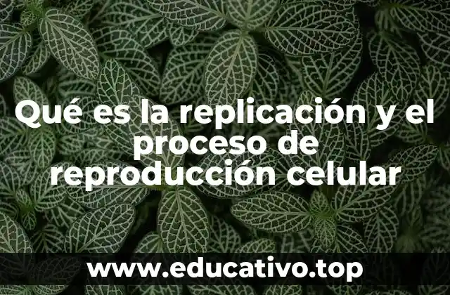 Qué es la replicación y el proceso de reproducción celular
