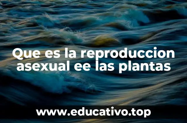 Que es la reproduccion asexual ee las plantas