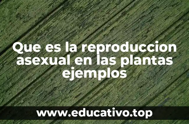 Que es la reproduccion asexual en las plantas ejemplos