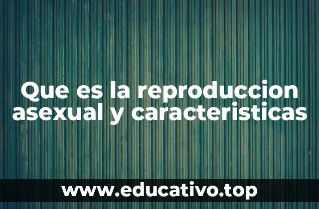 Que es la reproduccion asexual y caracteristicas