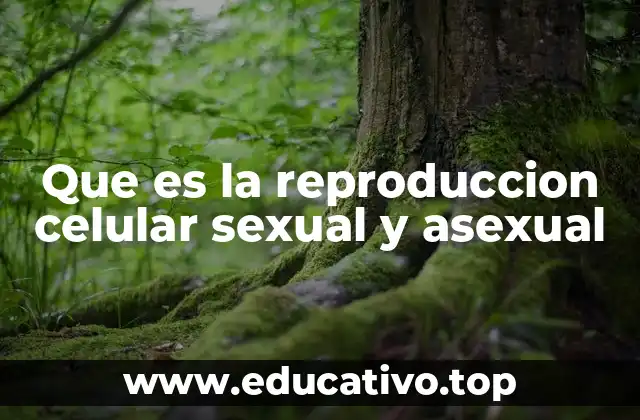 Que es la reproduccion celular sexual y asexual