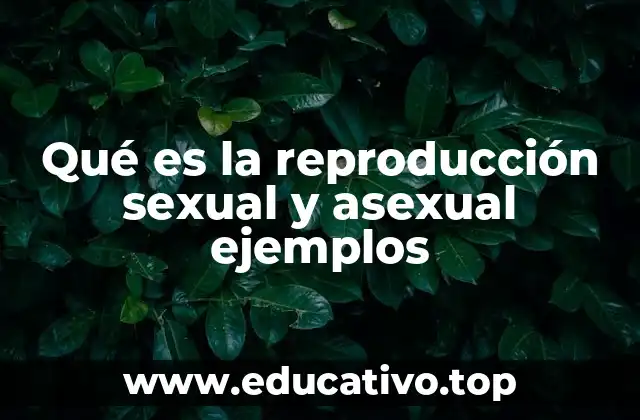 Qué es la reproducción sexual y asexual ejemplos
