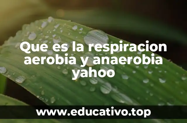 Que es la respiracion aerobia y anaerobia yahoo