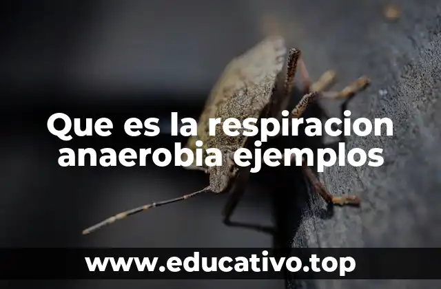 Que es la respiracion anaerobia ejemplos