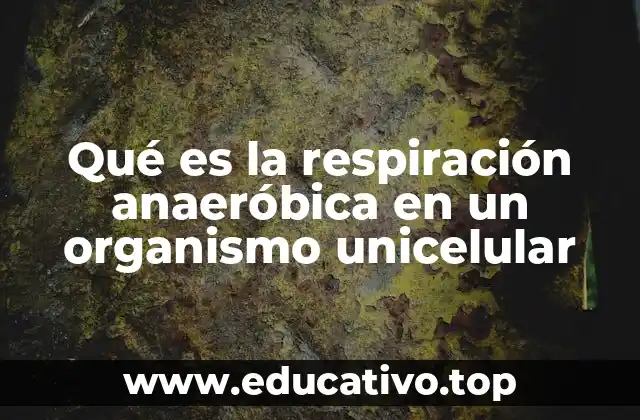 Qué es la respiración anaeróbica en un organismo unicelular