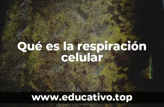 Qué es la respiración celular
