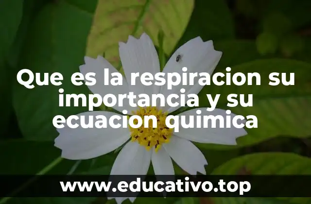 Que es la respiracion su importancia y su ecuacion quimica