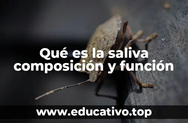 Qué es la saliva composición y función