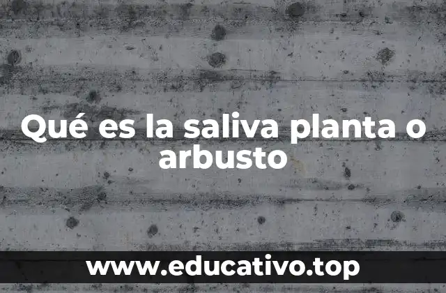 Qué es la saliva planta o arbusto