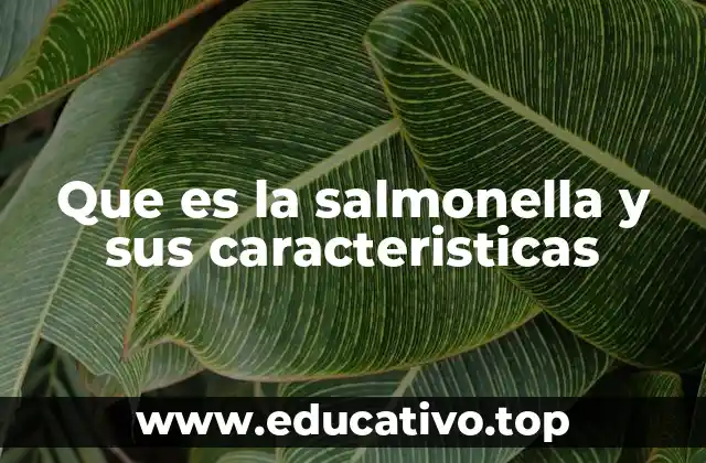 Que es la salmonella y sus caracteristicas