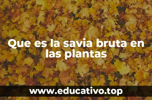 Que es la savia bruta en las plantas