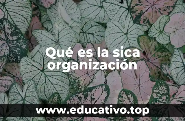 Qué es la sica organización