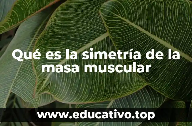 Qué es la simetría de la masa muscular