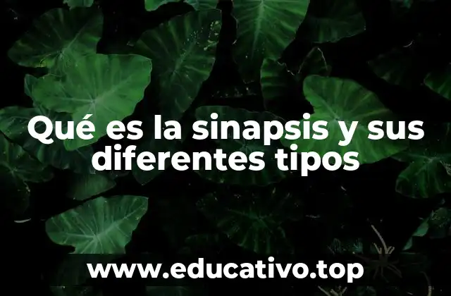 Qué es la sinapsis y sus diferentes tipos