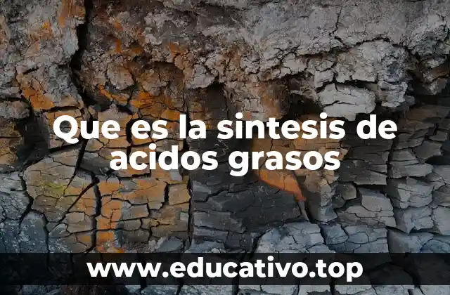 Que es la sintesis de acidos grasos