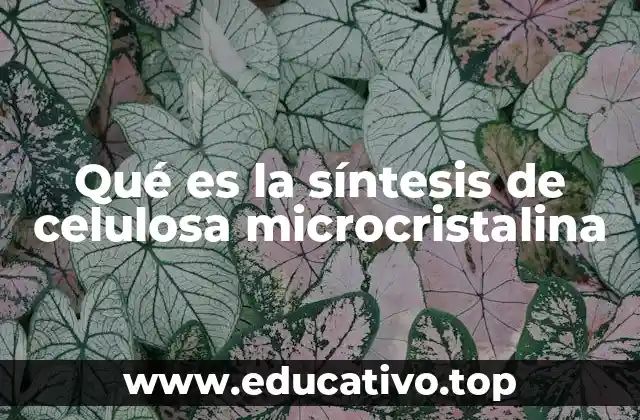 Qué es la síntesis de celulosa microcristalina