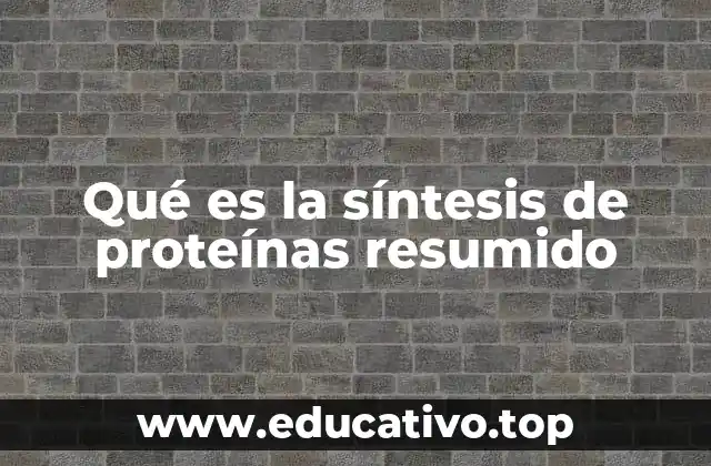 Qué es la síntesis de proteínas resumido
