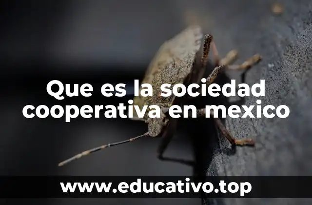 Que es la sociedad cooperativa en mexico