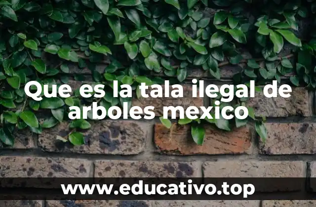 Que es la tala ilegal de arboles mexico