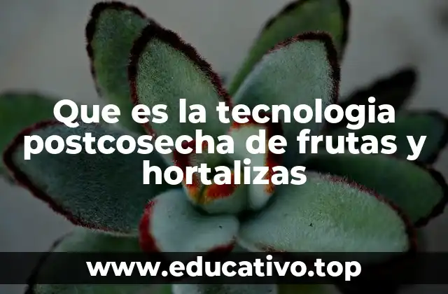 La importancia del manejo postcosecha en la agricultura moderna