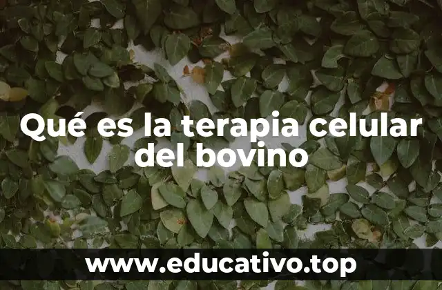 Qué es la terapia celular del bovino