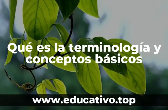 Qué es la terminología y conceptos básicos