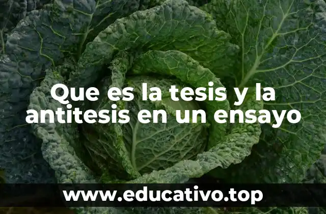 La base del razonamiento argumentativo en los ensayos