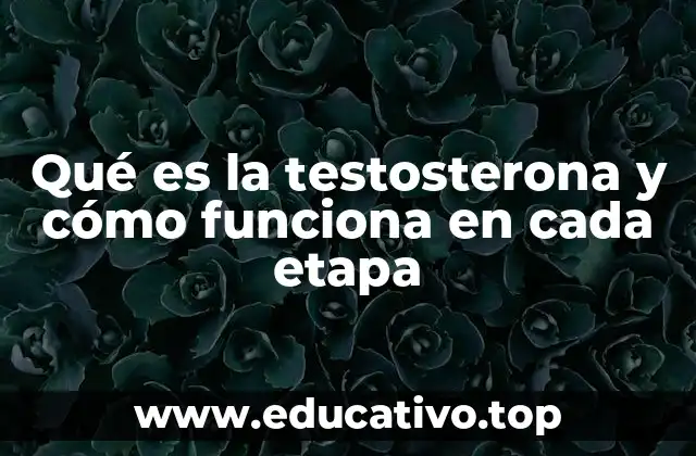 Qué es la testosterona y cómo funciona en cada etapa