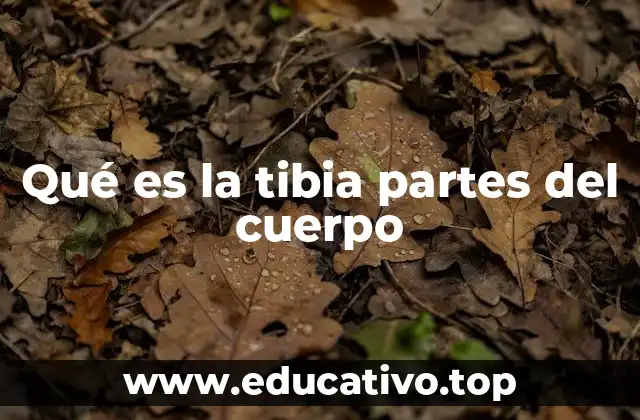 Qué es la tibia partes del cuerpo