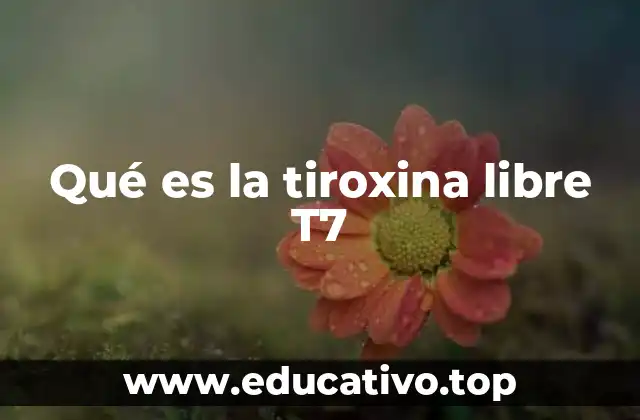 Qué es la tiroxina libre T7