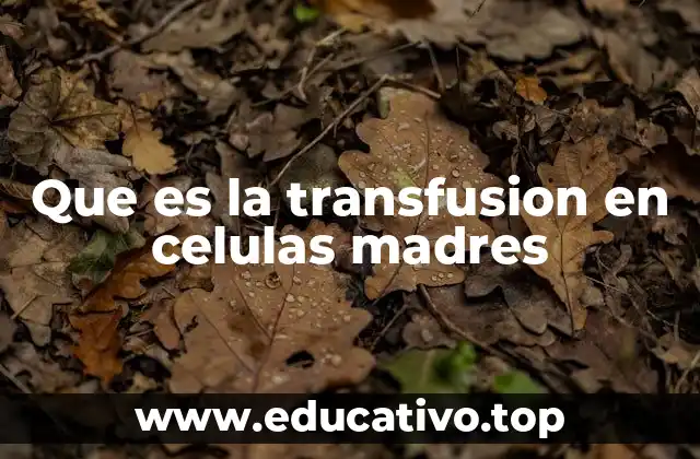 Que es la transfusion en celulas madres