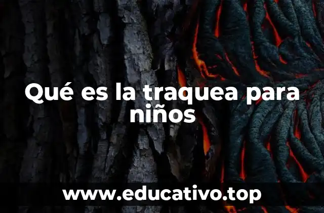 Qué es la traquea para niños