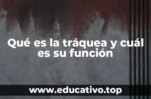 Qué es la tráquea y cuál es su función