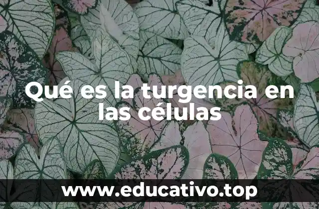 Qué es la turgencia en las células