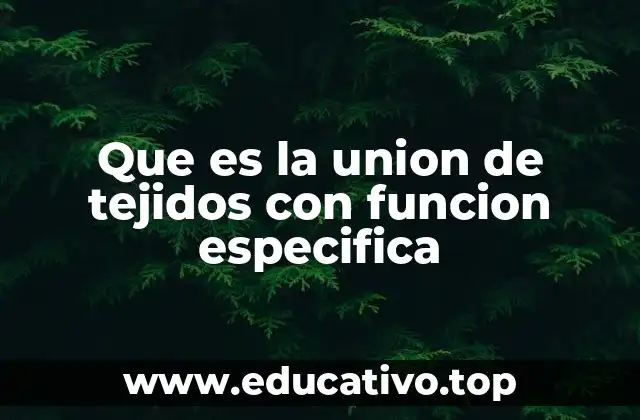 Que es la union de tejidos con funcion especifica