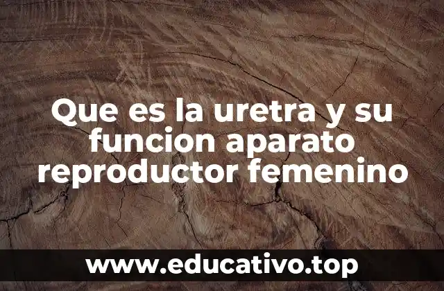 Que es la uretra y su funcion aparato reproductor femenino