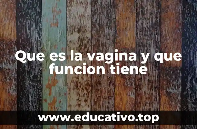 Que es la vagina y que funcion tiene