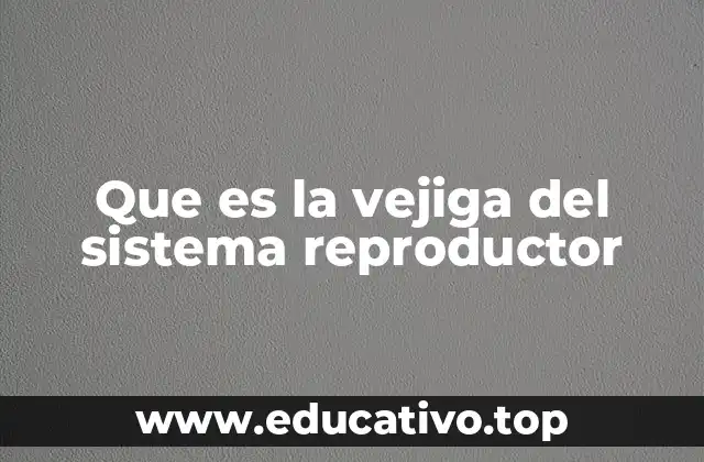 Que es la vejiga del sistema reproductor